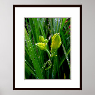 Fresh spring green lily flower buds and leaves poster