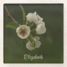 Fresh Spring Pear Blossoms Personalised Photo