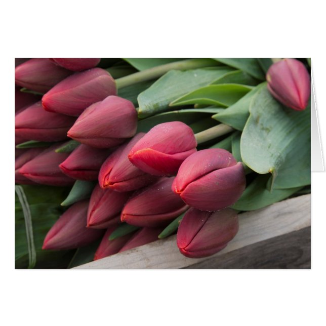 Fresh spring tulips (Front Horizontal)