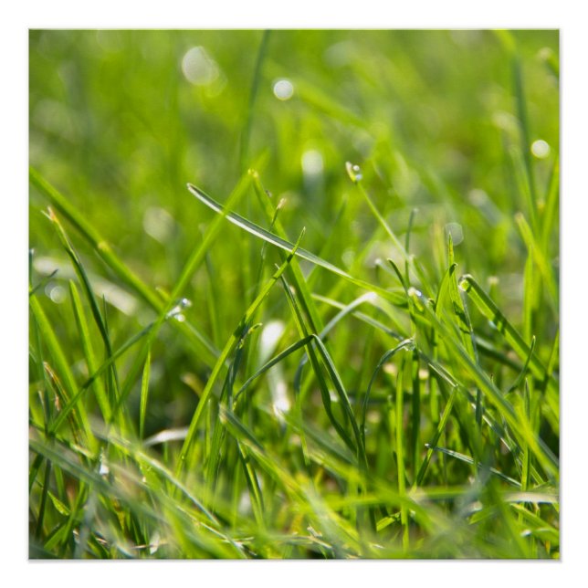 Fresh Summer Morning Grass Poster (Front)