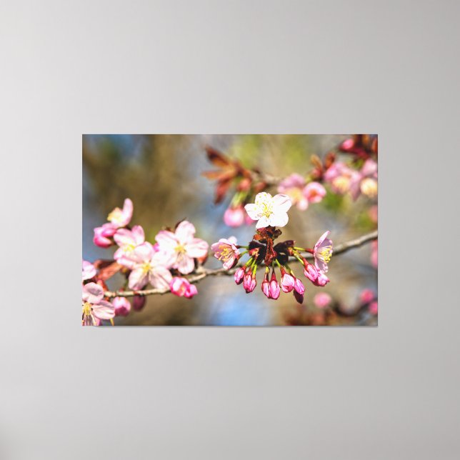 Fresh Sunlit Sakura Flowers And Purple Buds Canvas Print (Front)