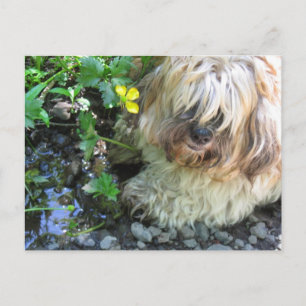 Fresh Water Dog Postcard