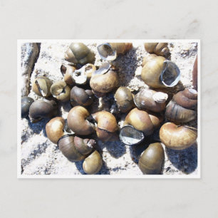 Fresh Water Snail Shells Postcard
