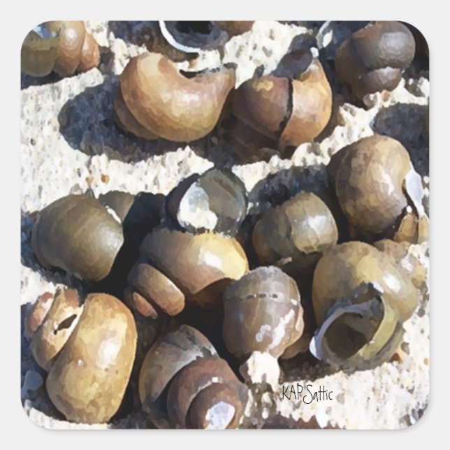 Fresh Water Snail Shells Square Sticker (Front)