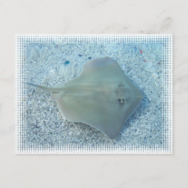 Fresh Water Stingray Postcard (Front)