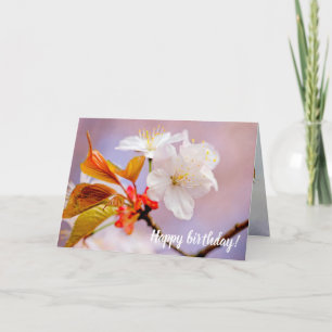 Fresh White Cherry Blossoms Cute Sakura Beauties Card