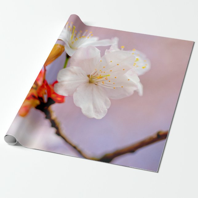 Fresh White Cherry Blossoms Cute Sakura Beauties Wrapping Paper (Unrolled)