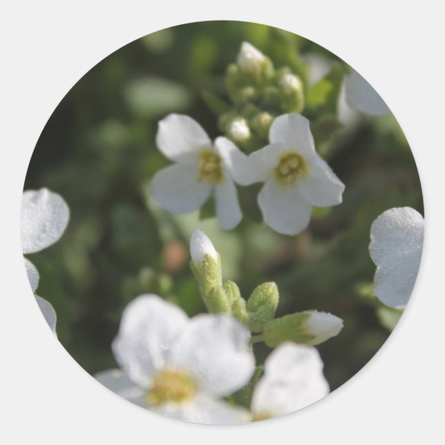 Fresh white summer garden flowers and green leaves classic round sticker (Front)