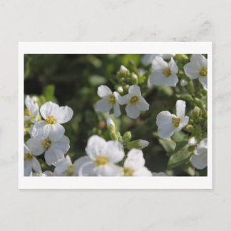 Fresh white summer garden flowers and green leaves postcard