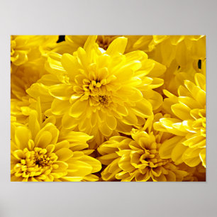 Fresh Yellow flowers Close up  Poster