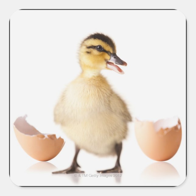 Freshly hatched chick beside broken egg shell square sticker (Front)