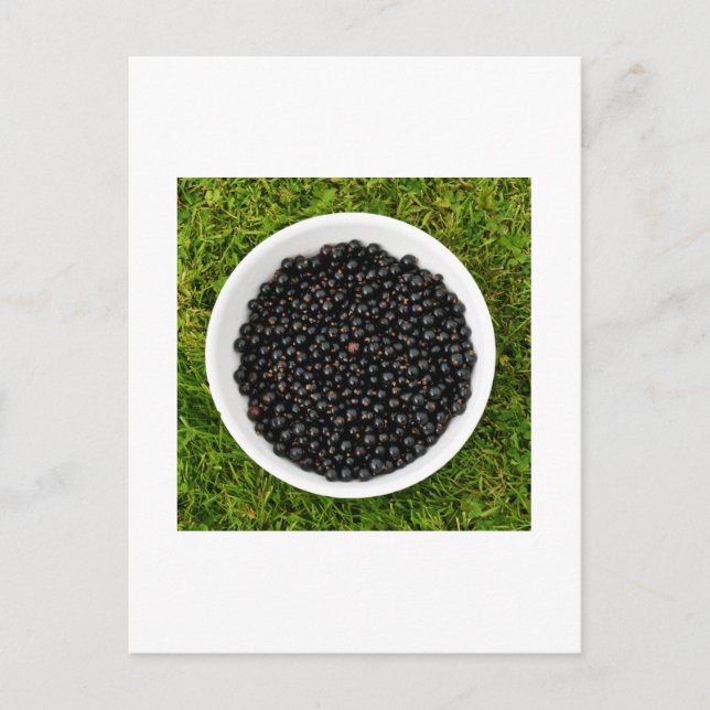 Freshly Picked Blackcurrants Postcard (Front)