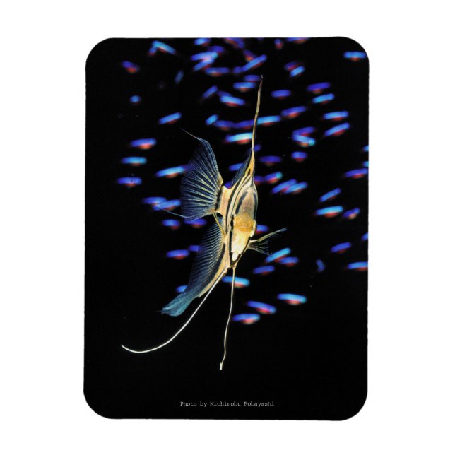 Freshwater Angelfish + Cardinal Tetras Magnet (Vertical)