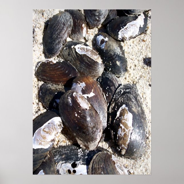 Freshwater Clam Shells Poster (Front)