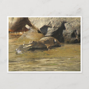 freshwater crocodile postcard