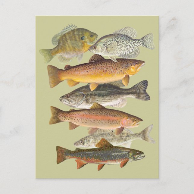 Freshwater fish vintage illustrations postcard (Front)