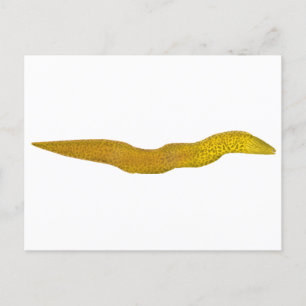 Freshwater Moray Postcard