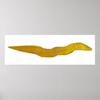 Freshwater Moray Poster