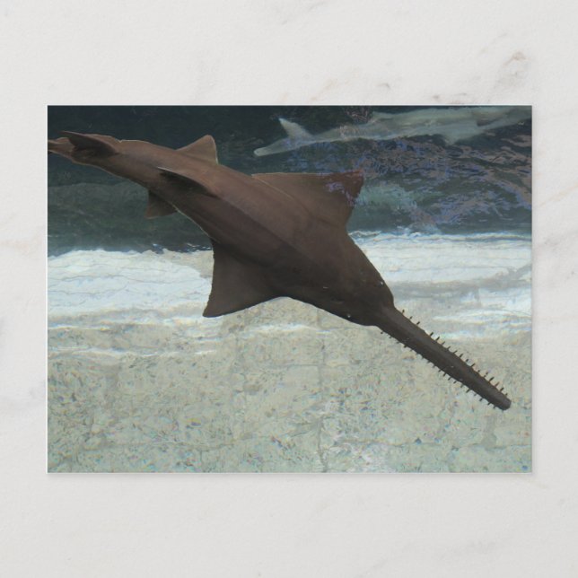 Freshwater Sawfish # 4 Postcard (Front)