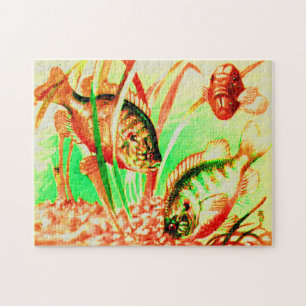 freshwater sunfish jigsaw puzzle