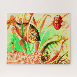 freshwater sunfish jigsaw puzzle