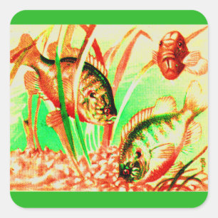 freshwater sunfish square sticker