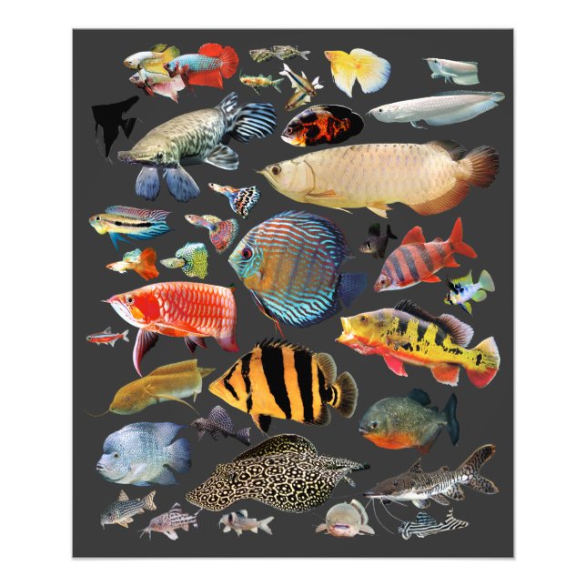 Freshwater Tropical fish Photo Print (Front)