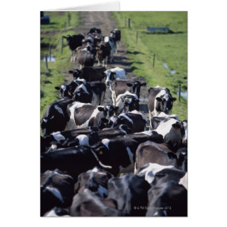 Fresian Dairy Cows, Awaiting Milking, Co Laois,