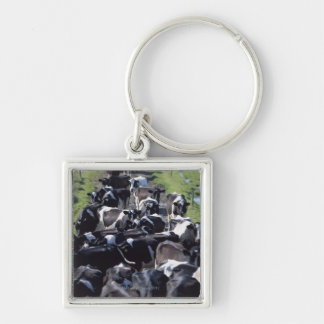 Fresian Dairy Cows, Awaiting Milking, Co Laois, Key Ring