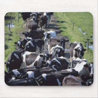 Fresian Dairy Cows, Awaiting Milking, Co Laois, Mouse Pad