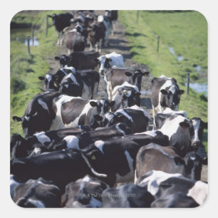 Fresian Dairy Cows, Awaiting Milking, Co Laois, Square Sticker