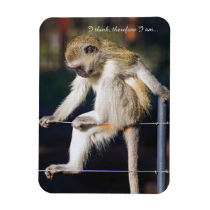 Fridge Magnet with Monkey and Slogan