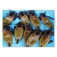 Fried Giant Water Bug (Maeng Daa) ... Asian Food