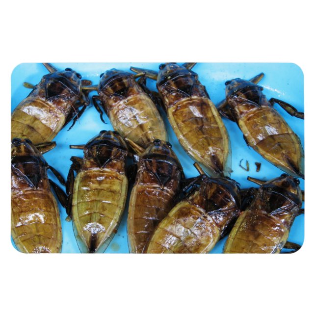 Fried Giant Water Bug (Maeng Daa) ... Asian Food Magnet (Horizontal)