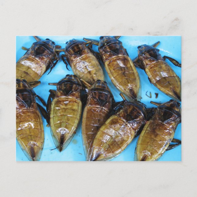 Fried Giant Water Bug (Maeng Daa) ... Asian Food Postcard (Front)