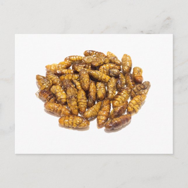 Fried silkworms pupae postcard (Front)