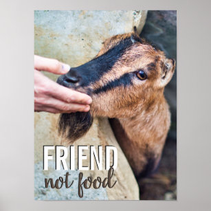Friend not food vegan stop animal cruelty w/ goat poster