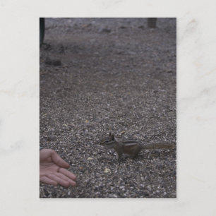 friendly chipmunk postcard