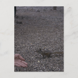 friendly chipmunk postcard