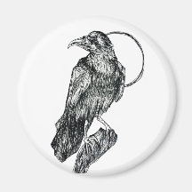 Friendly Crow