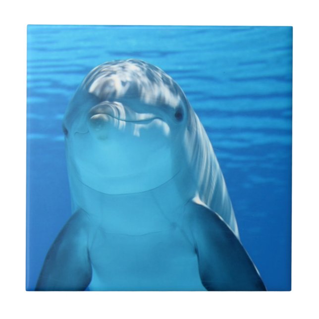 Friendly Dolphin Photo Tile (Front)