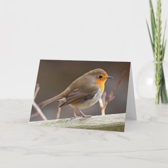 Friendly European Robin Holiday Card (Front)