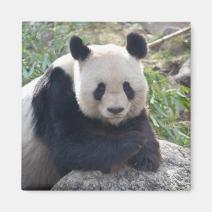 Friendly Giant Panda Magnet