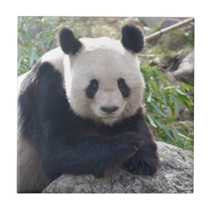 Friendly Giant Panda Tile