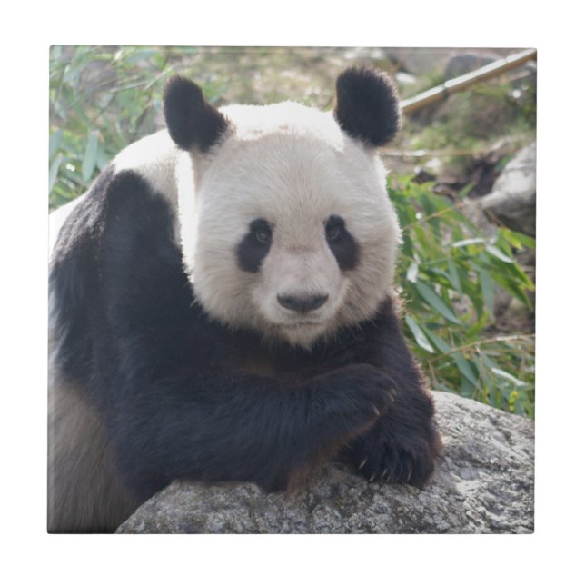 Friendly Giant Panda Tile (Front)