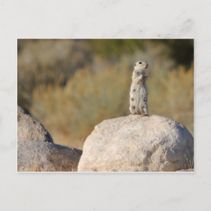 Friendly Greetings Postcard