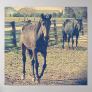 Friendly Horse, Shy Horse Poster
