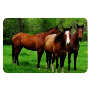 FRIENDLY HORSES MAGNET