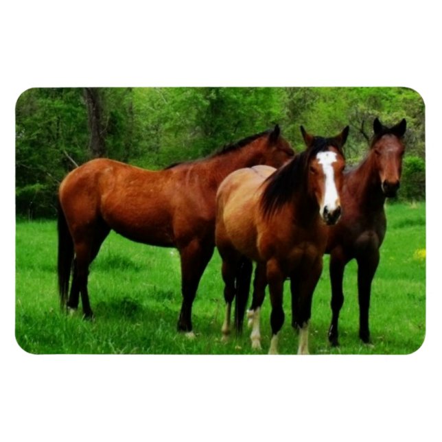 FRIENDLY HORSES MAGNET (Horizontal)