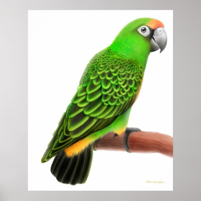 Friendly Jardines Parrot Print (Front)